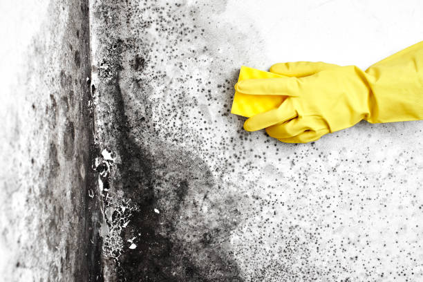 Reliable Buffalo, TX Mold Remediation Solutions