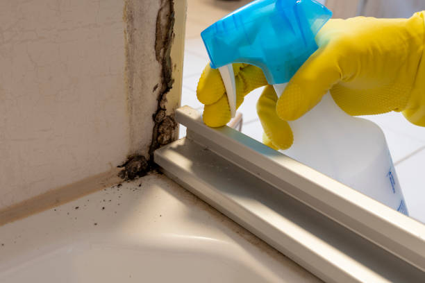 Best Insurance-Related Mold Remediation in Buffalo, TX