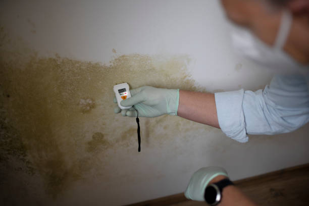 Reliable Buffalo, TX Mold Remediation Solutions