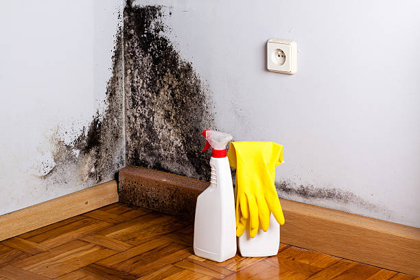 Best DIY Mold Remediation Support Services in Buffalo, TX