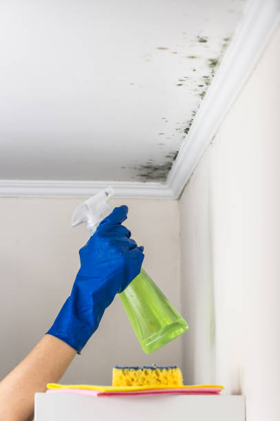 Best Mold Testing and Inspection Services in Buffalo, TX